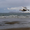 2009-11-trouville-OK (27)_GF